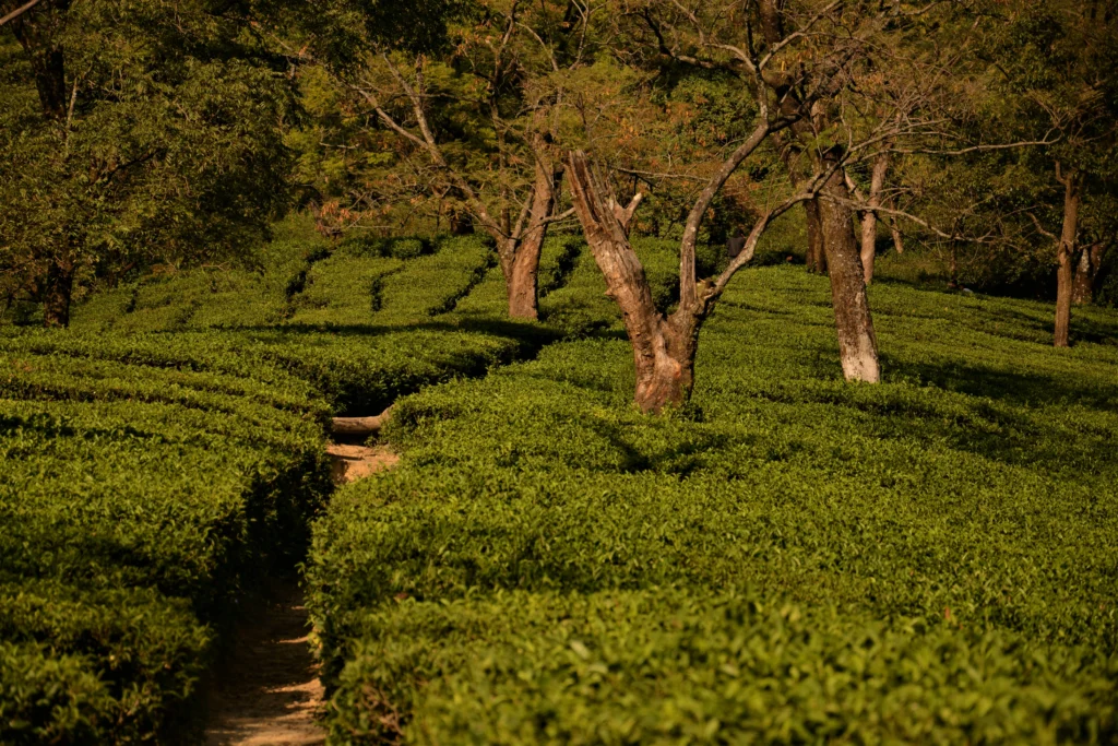 A Slow Morning in the Tea Gardens ​